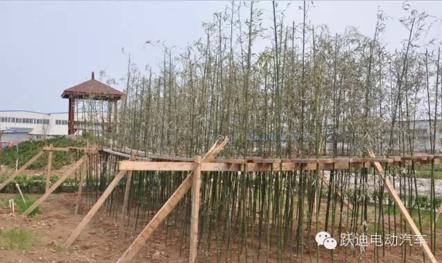 春暖花開(kāi)、綠色躍迪---躍迪集團(tuán)綠化工作進(jìn)行中！